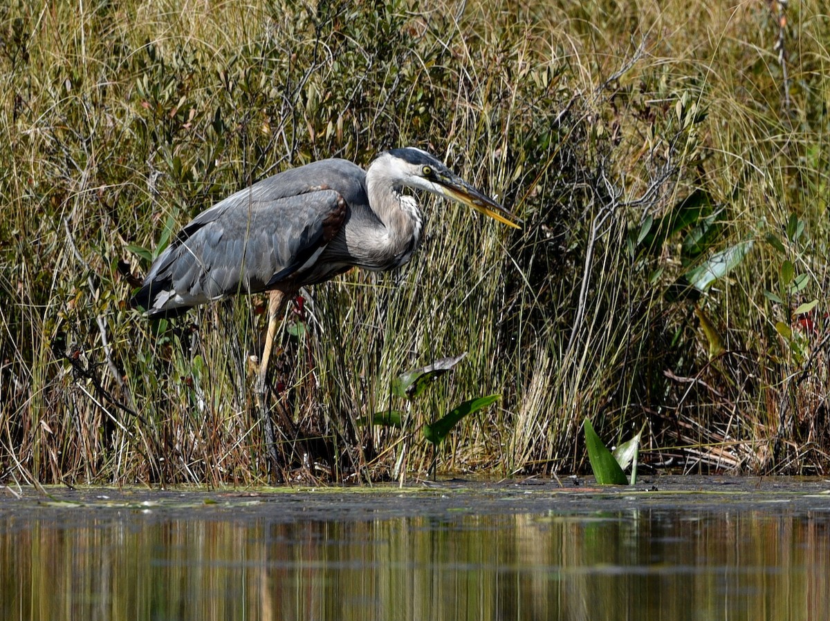 Great Blue Heron - ML642045607