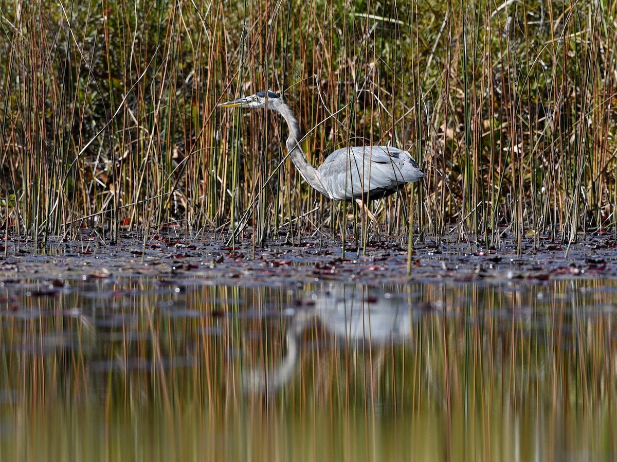 Great Blue Heron - ML642045608