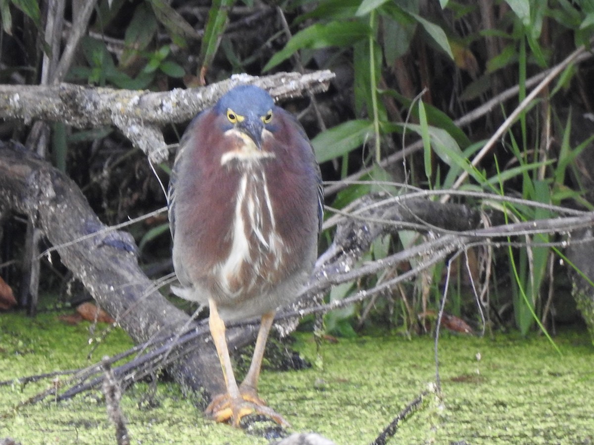 Green Heron - ML642045610