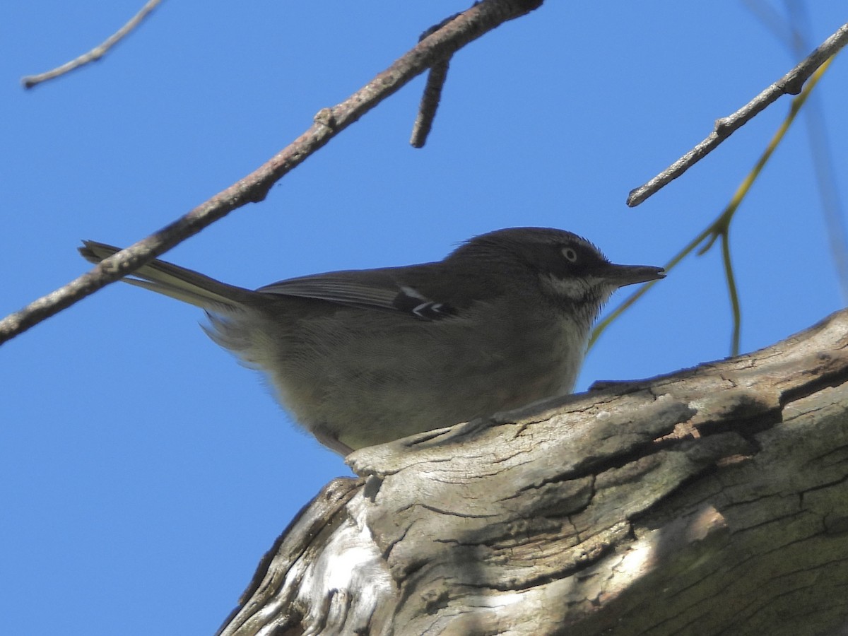 White-browed Scrubwren - ML642045611