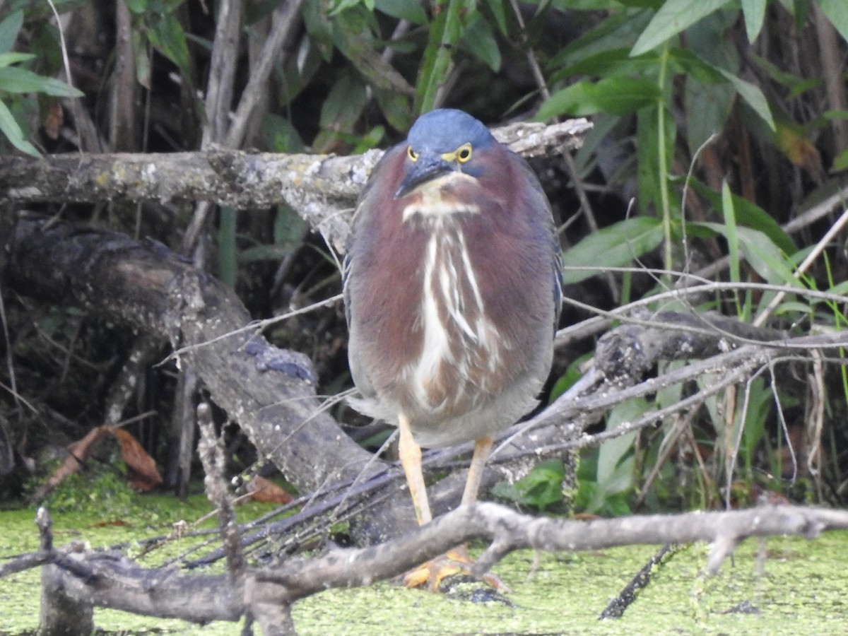 Green Heron - ML642045616