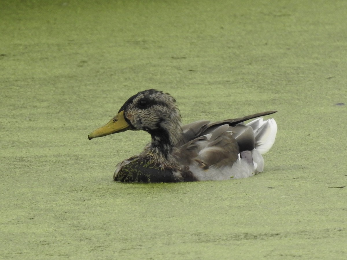 Mallard - ML642045665