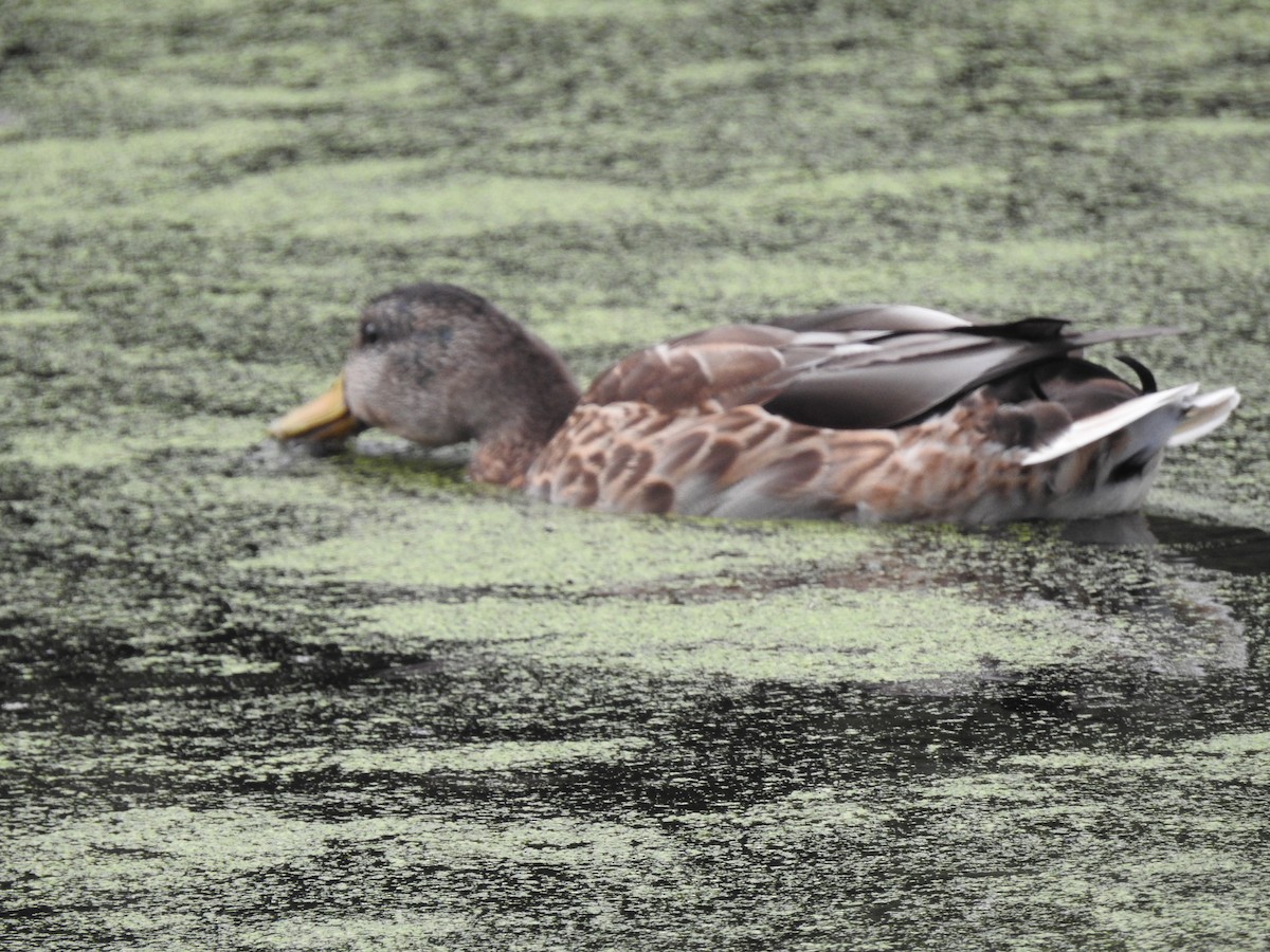 Mallard - ML642045668