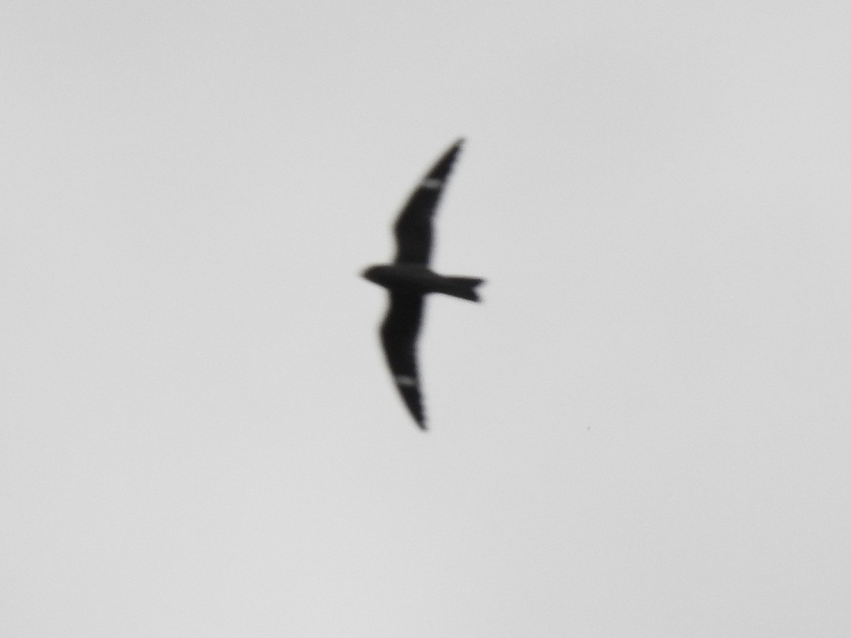 Common Nighthawk - ML642045675
