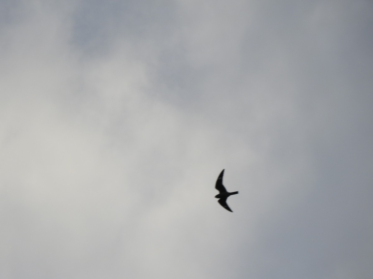 Common Nighthawk - ML642045678