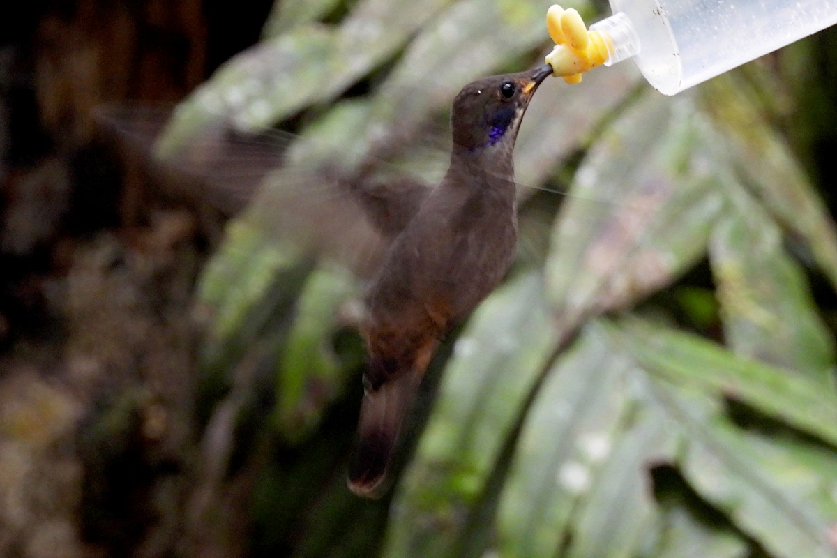 Brown Violetear - ML642045679