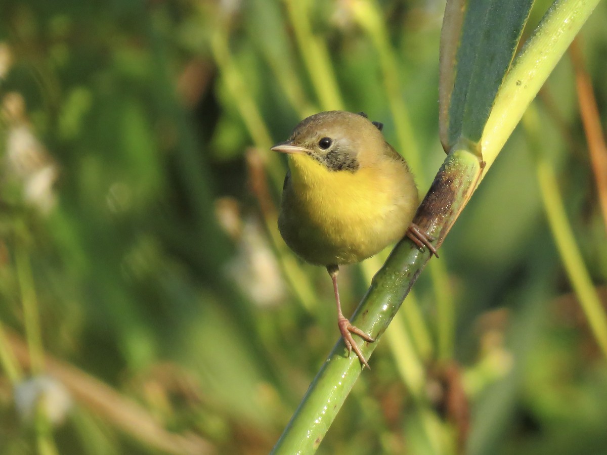 Common Yellowthroat - ML642045690