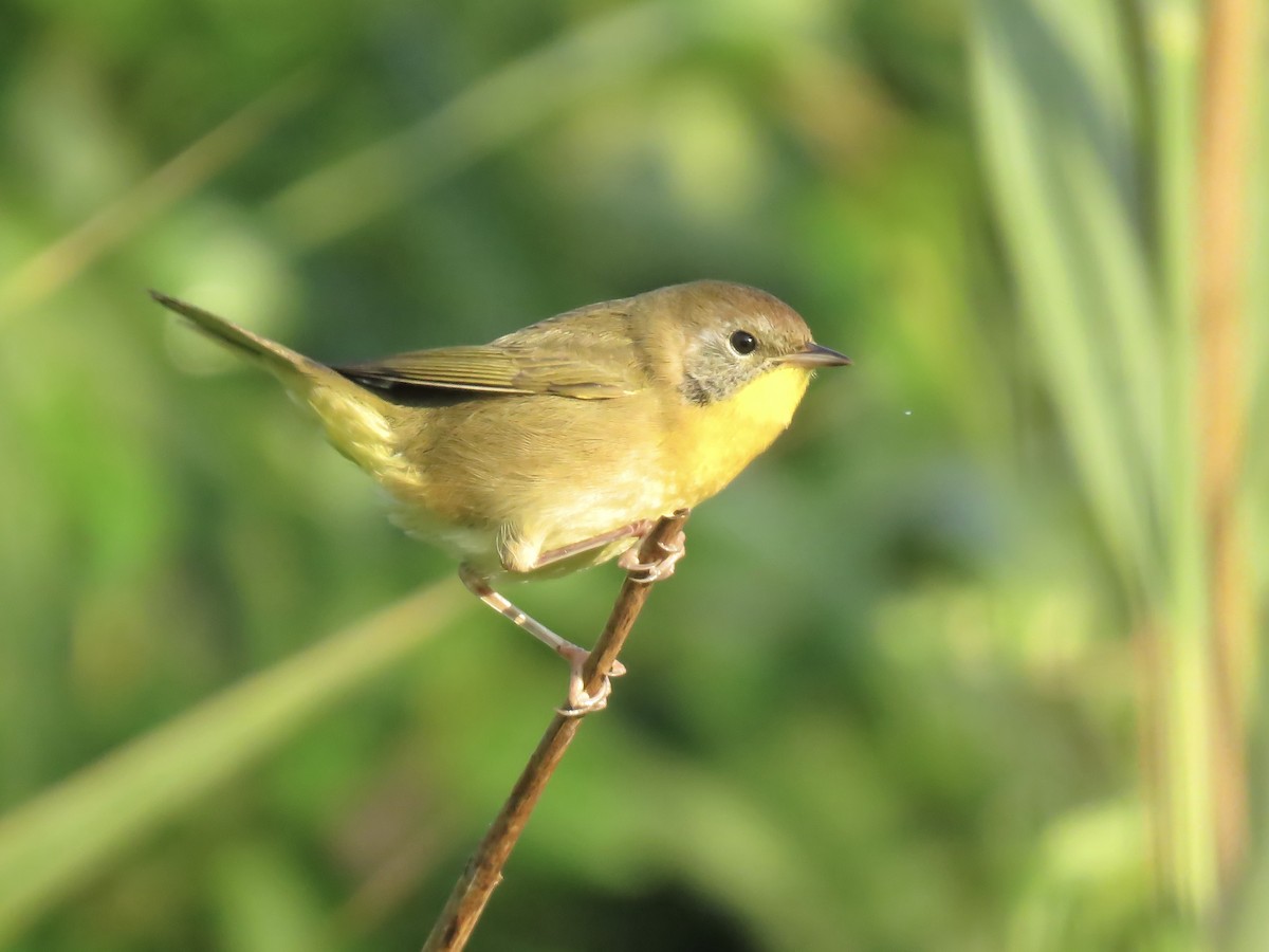 Common Yellowthroat - ML642045691
