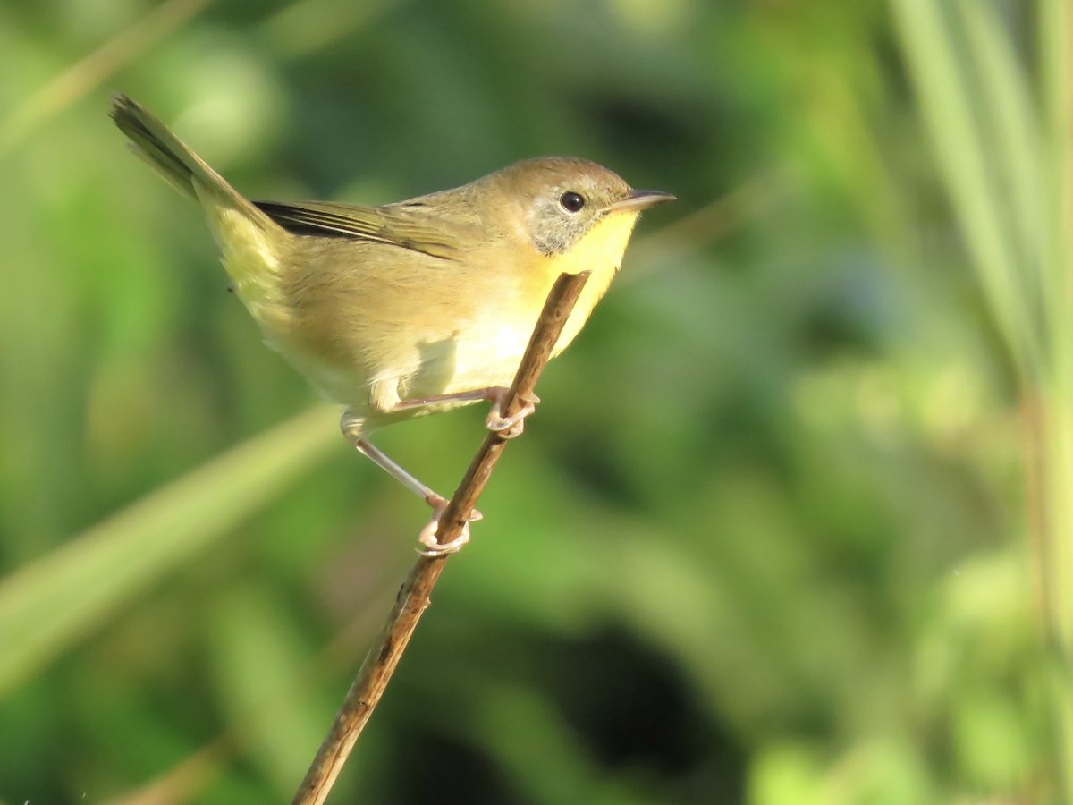 Common Yellowthroat - ML642045692