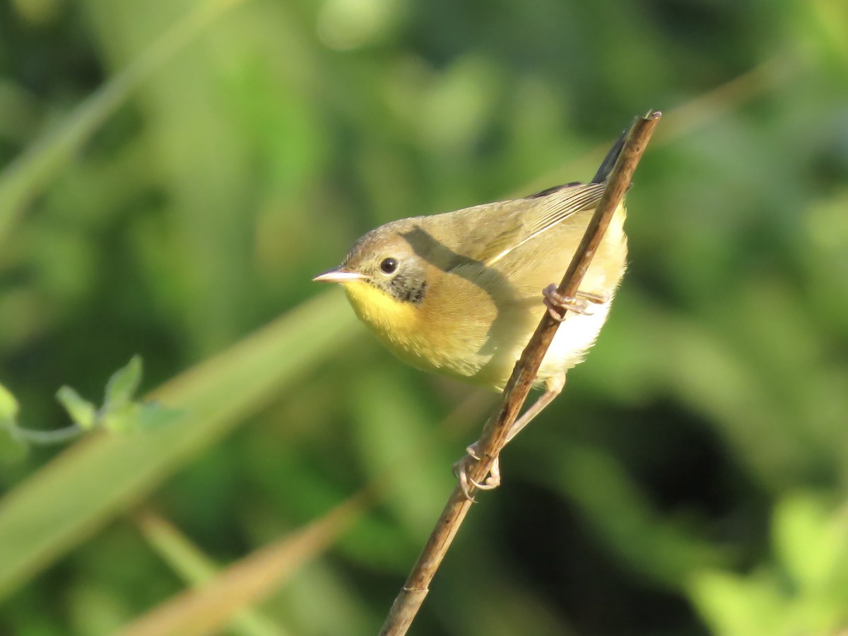 Common Yellowthroat - ML642045693