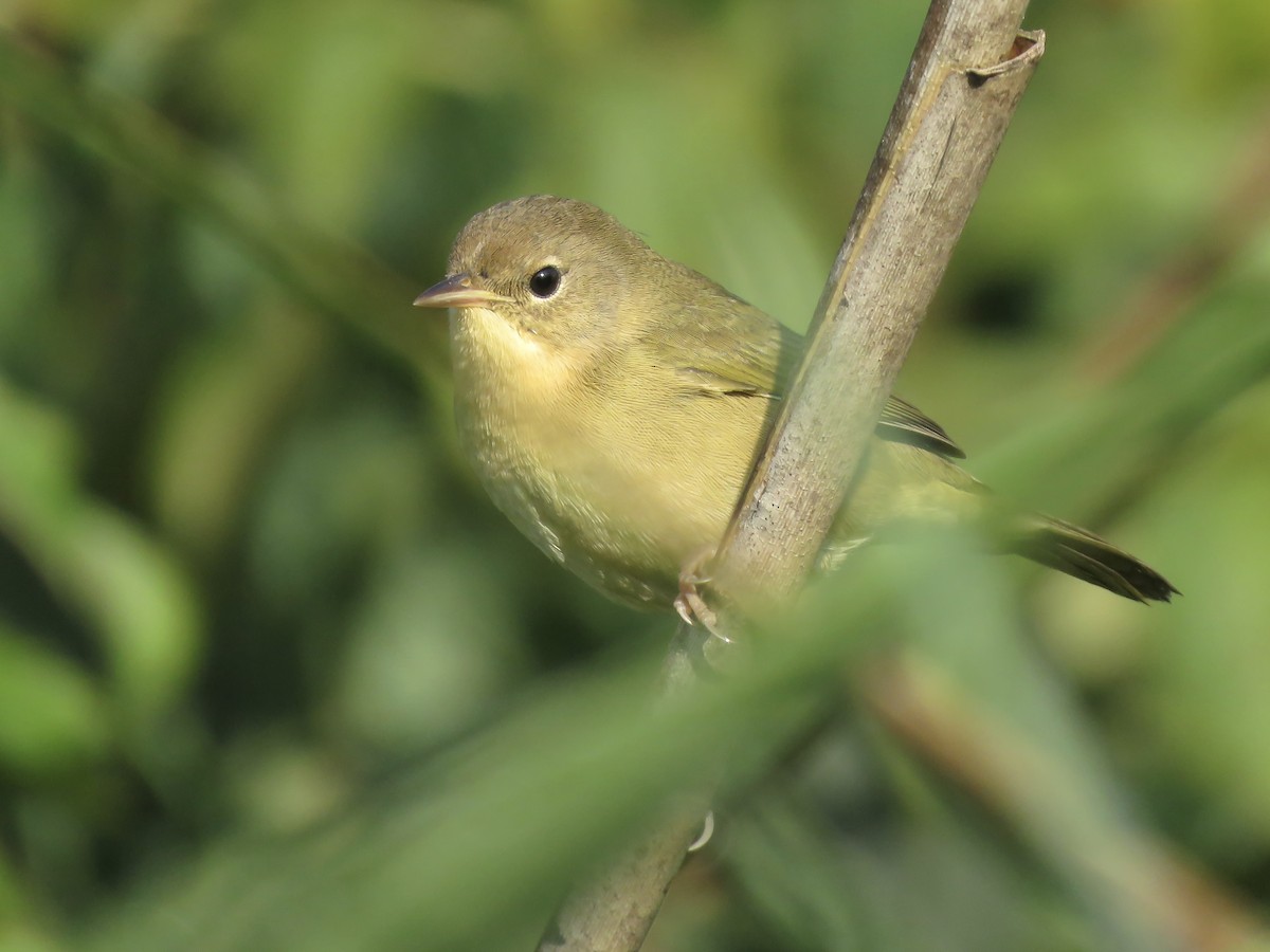 Common Yellowthroat - ML642045694