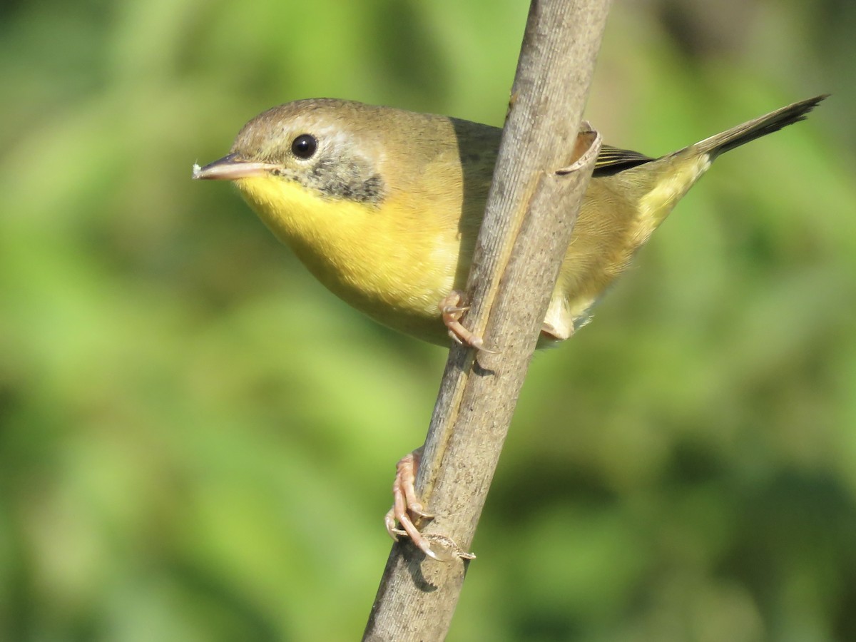 Common Yellowthroat - ML642045695