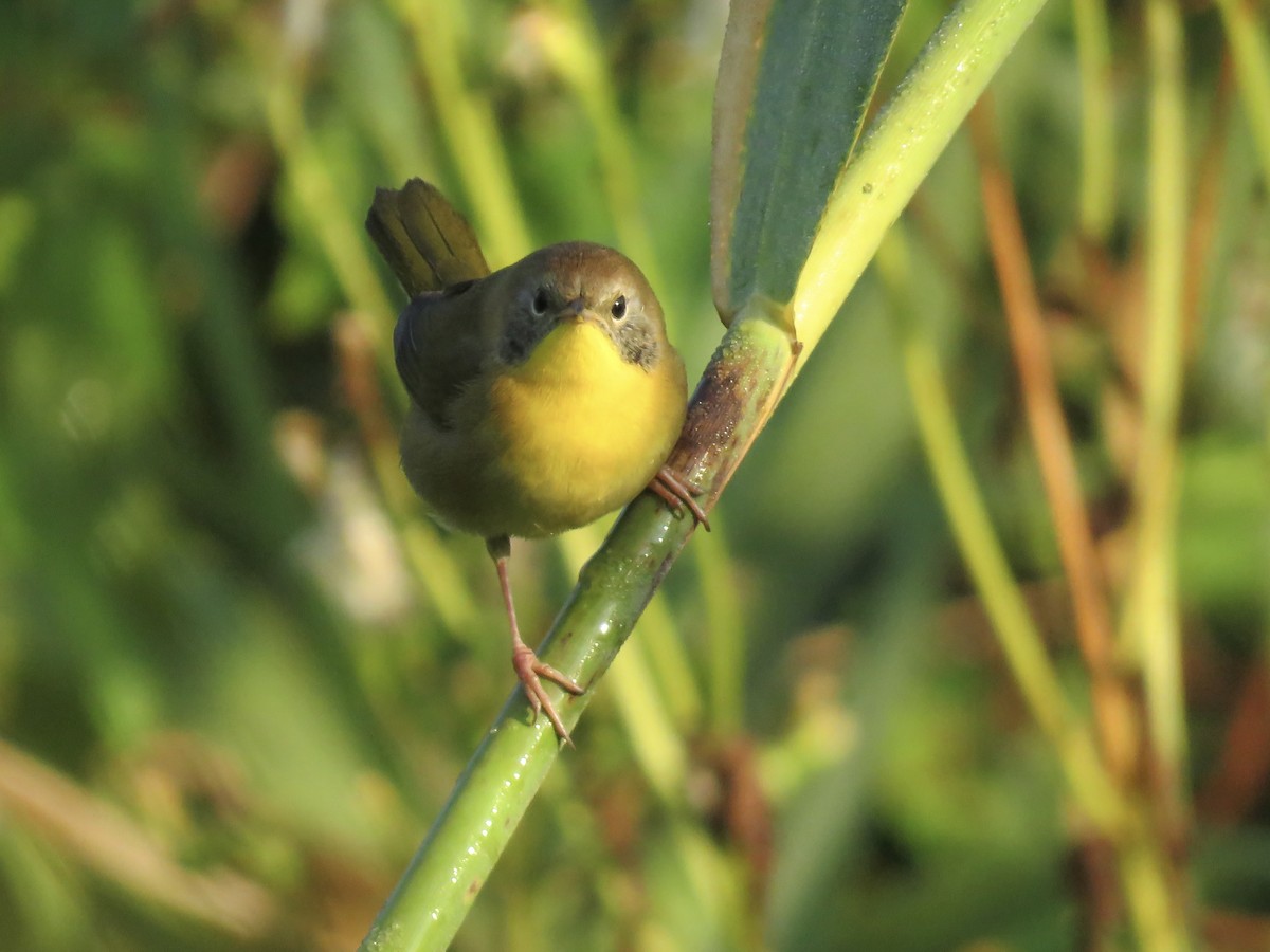 Common Yellowthroat - ML642045696