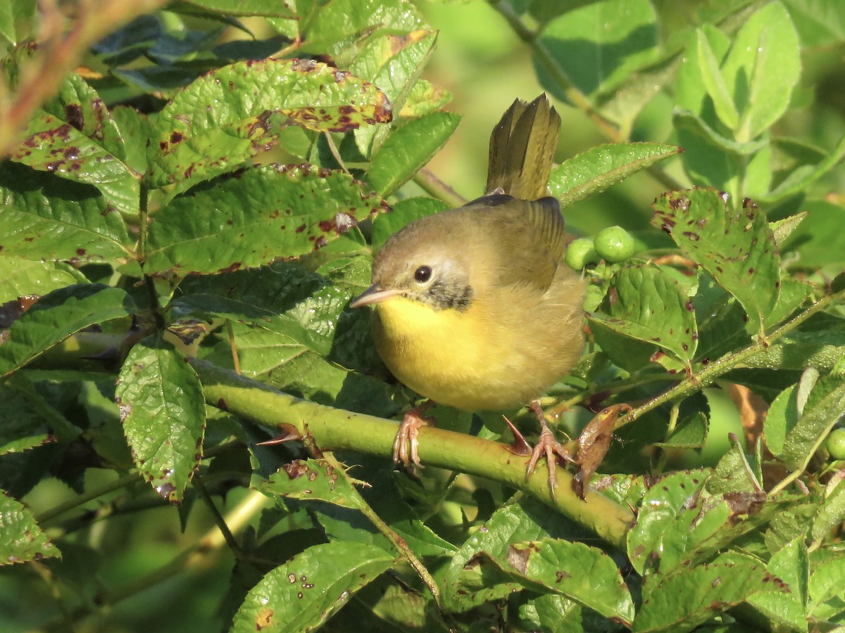 Common Yellowthroat - ML642045697