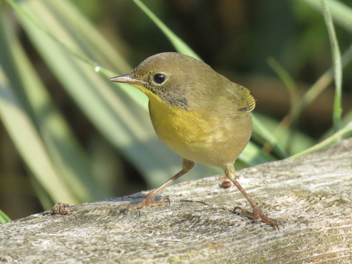 Common Yellowthroat - ML642045698