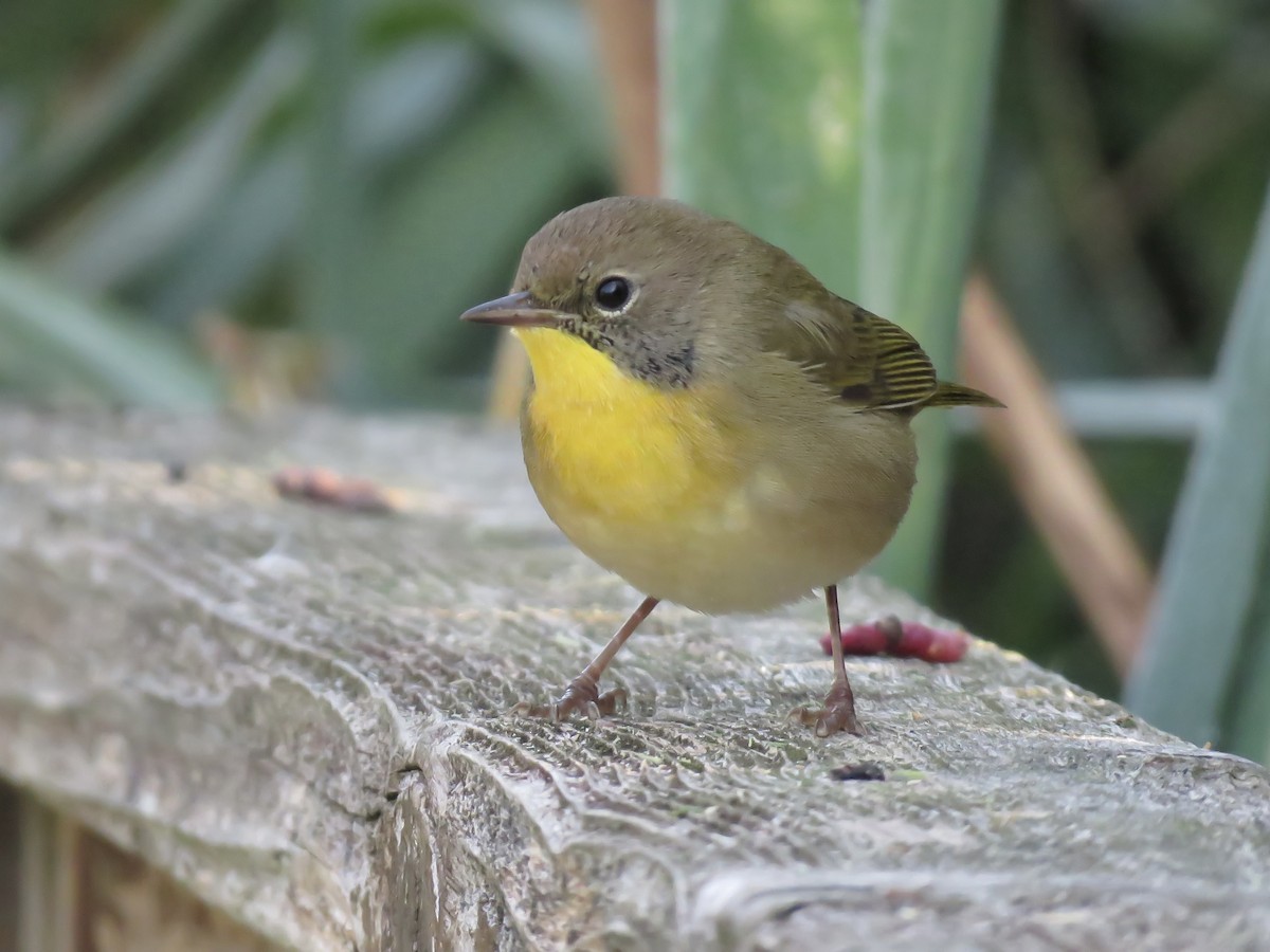 Common Yellowthroat - ML642045699