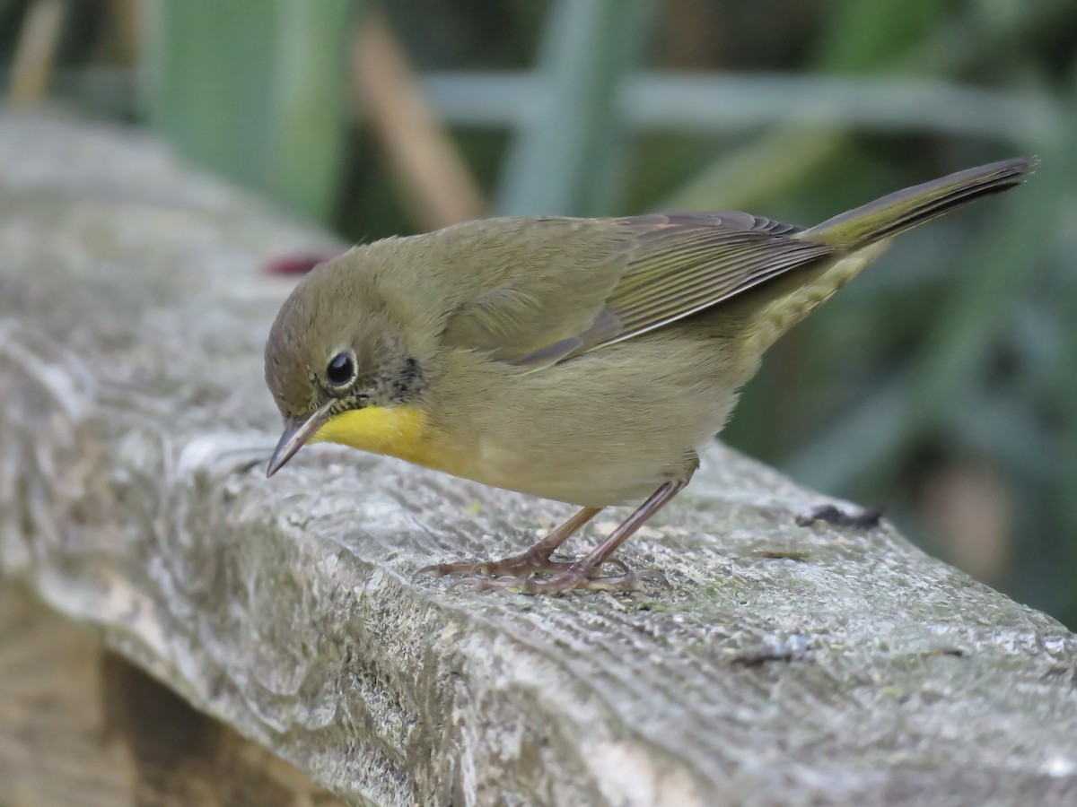 Common Yellowthroat - ML642045700