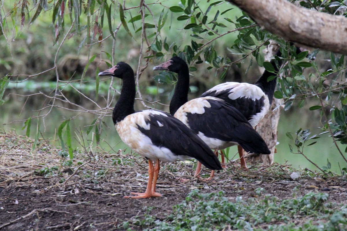 Magpie Goose - ML642045702