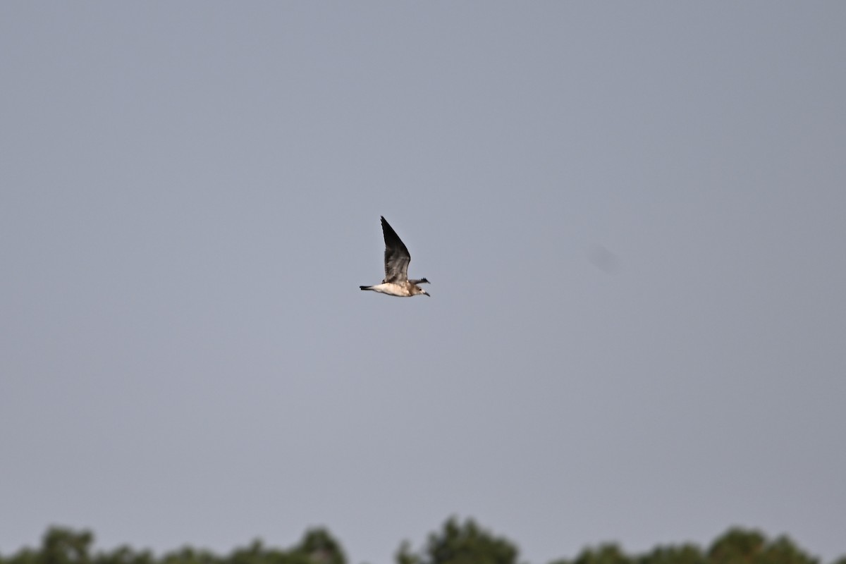 笑鷗 - ML642045722