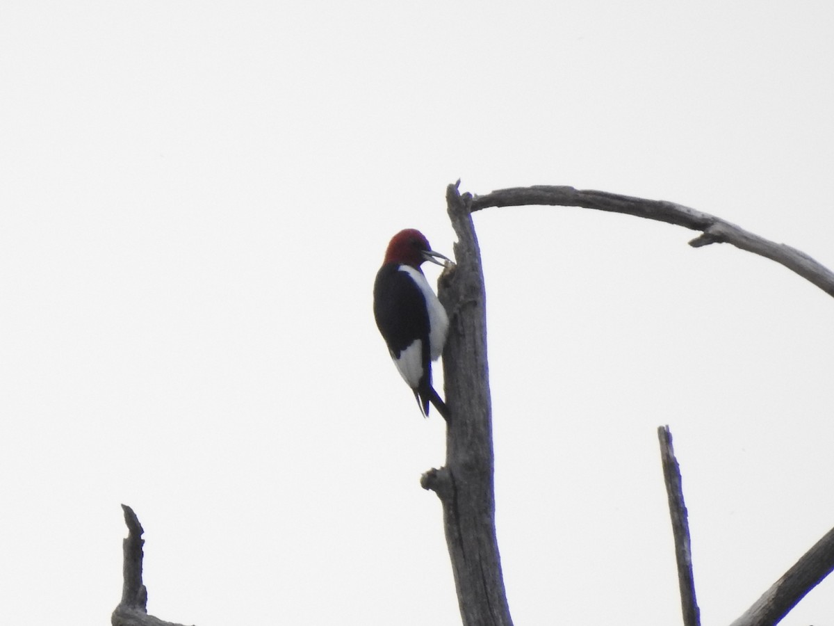 Red-headed Woodpecker - ML642045725