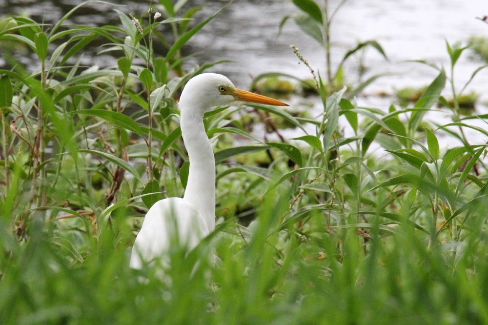Plumed Egret - ML642045726