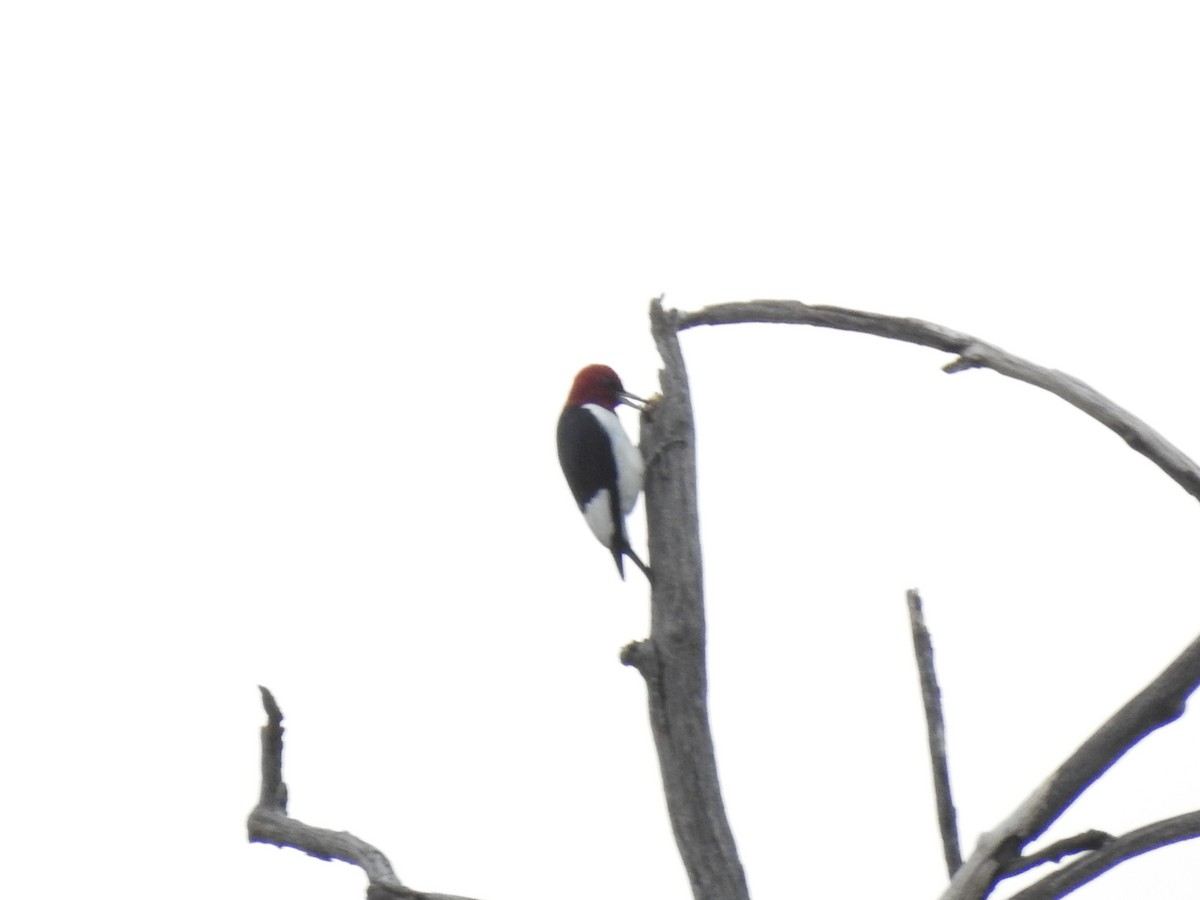 Red-headed Woodpecker - ML642045727