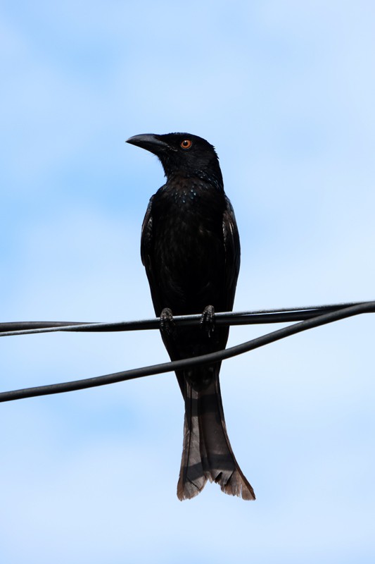 brokadedrongo - ML642045744