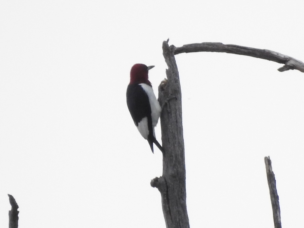 Red-headed Woodpecker - ML642045750