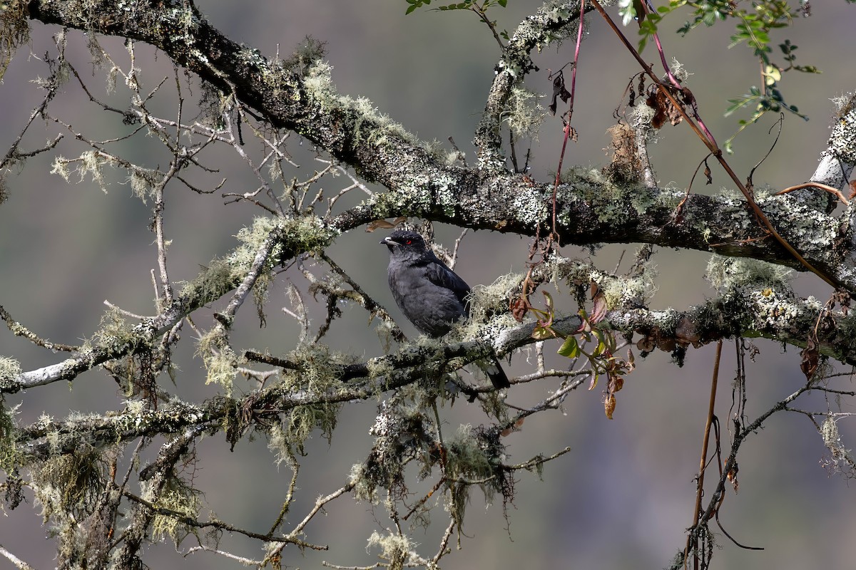 Red-crested Cotinga - ML642045752