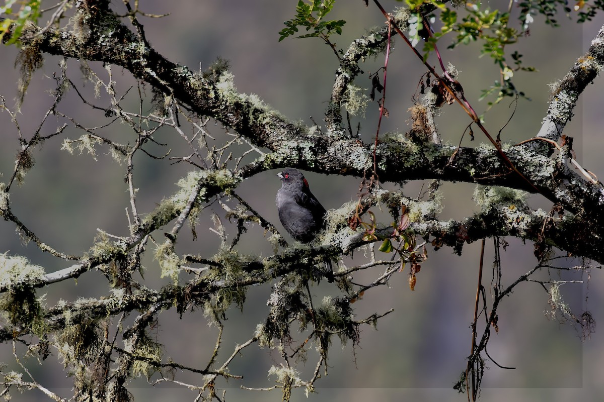 Red-crested Cotinga - ML642045753