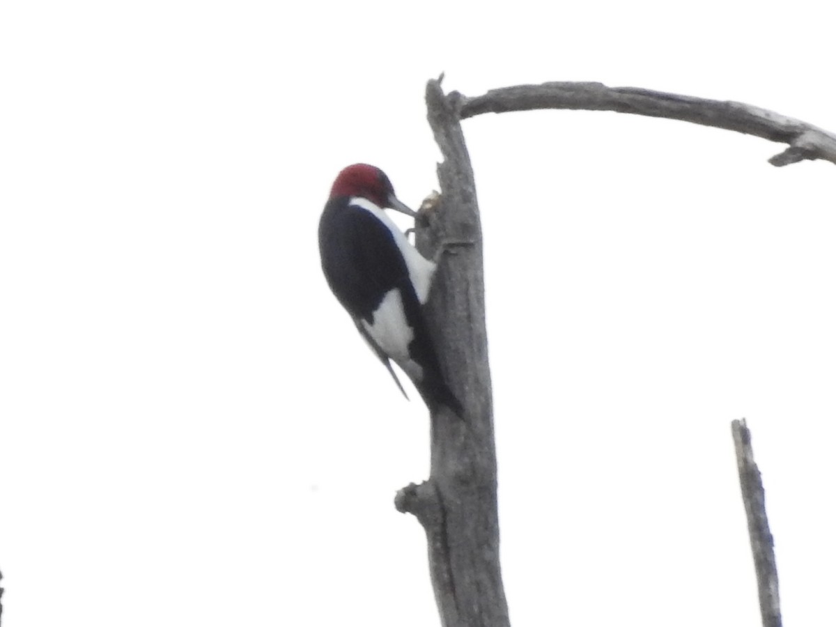 Red-headed Woodpecker - ML642045757