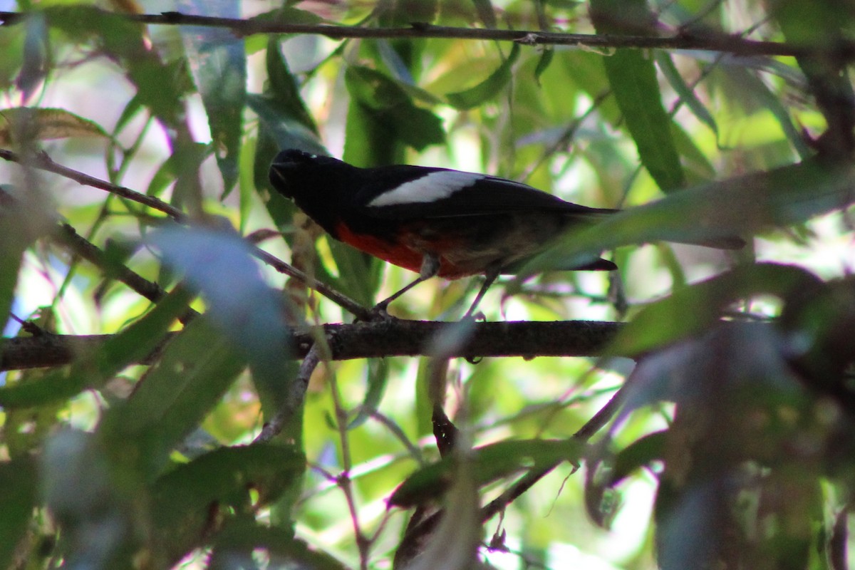 Painted Redstart - ML642045758