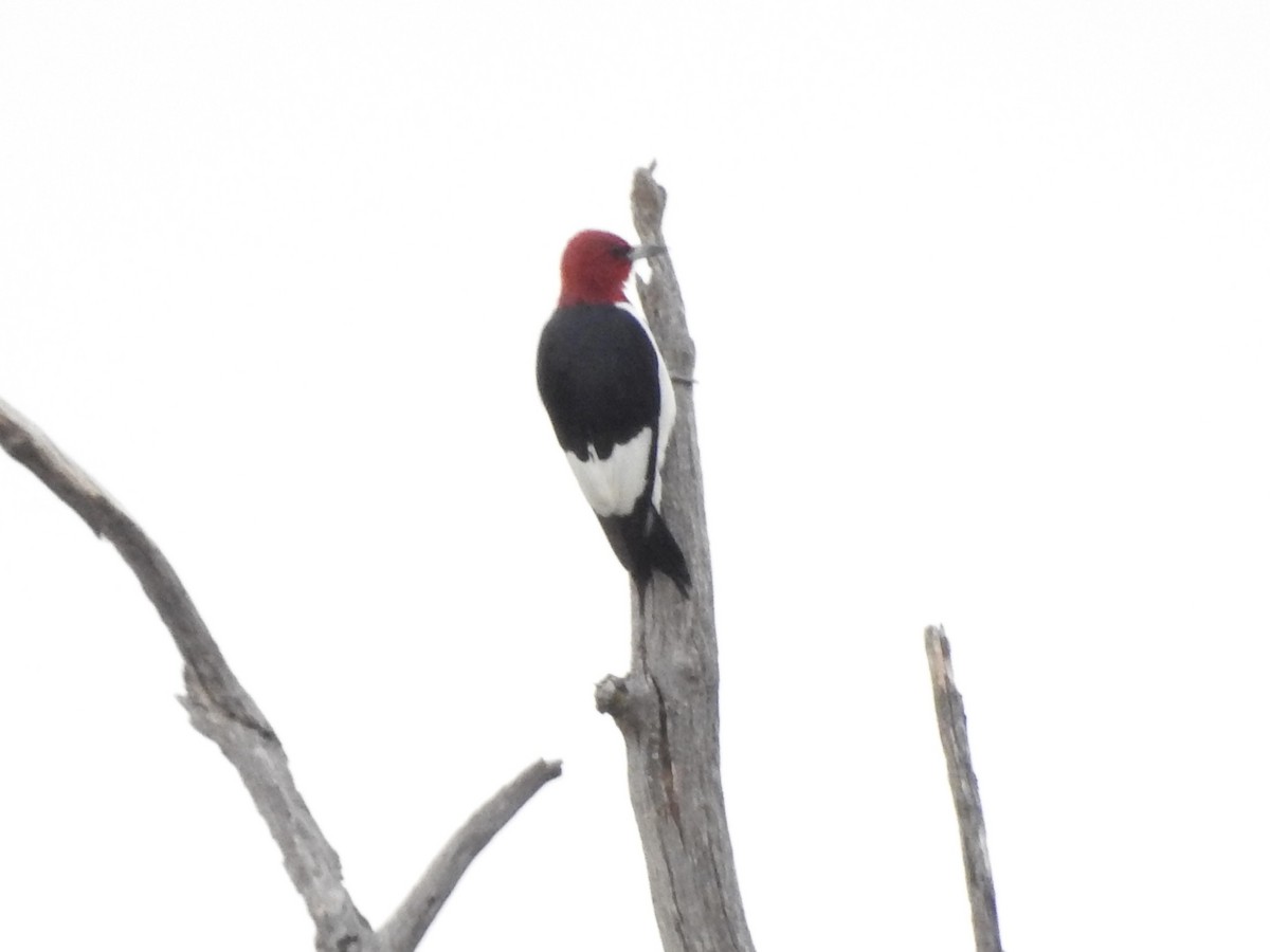 Red-headed Woodpecker - ML642045759
