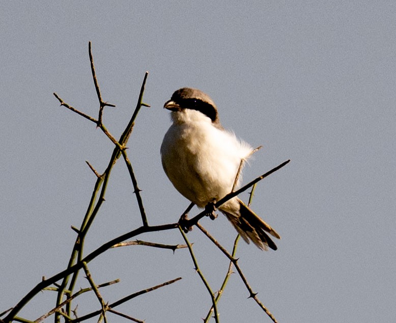 Great Gray Shrike - ML642045763
