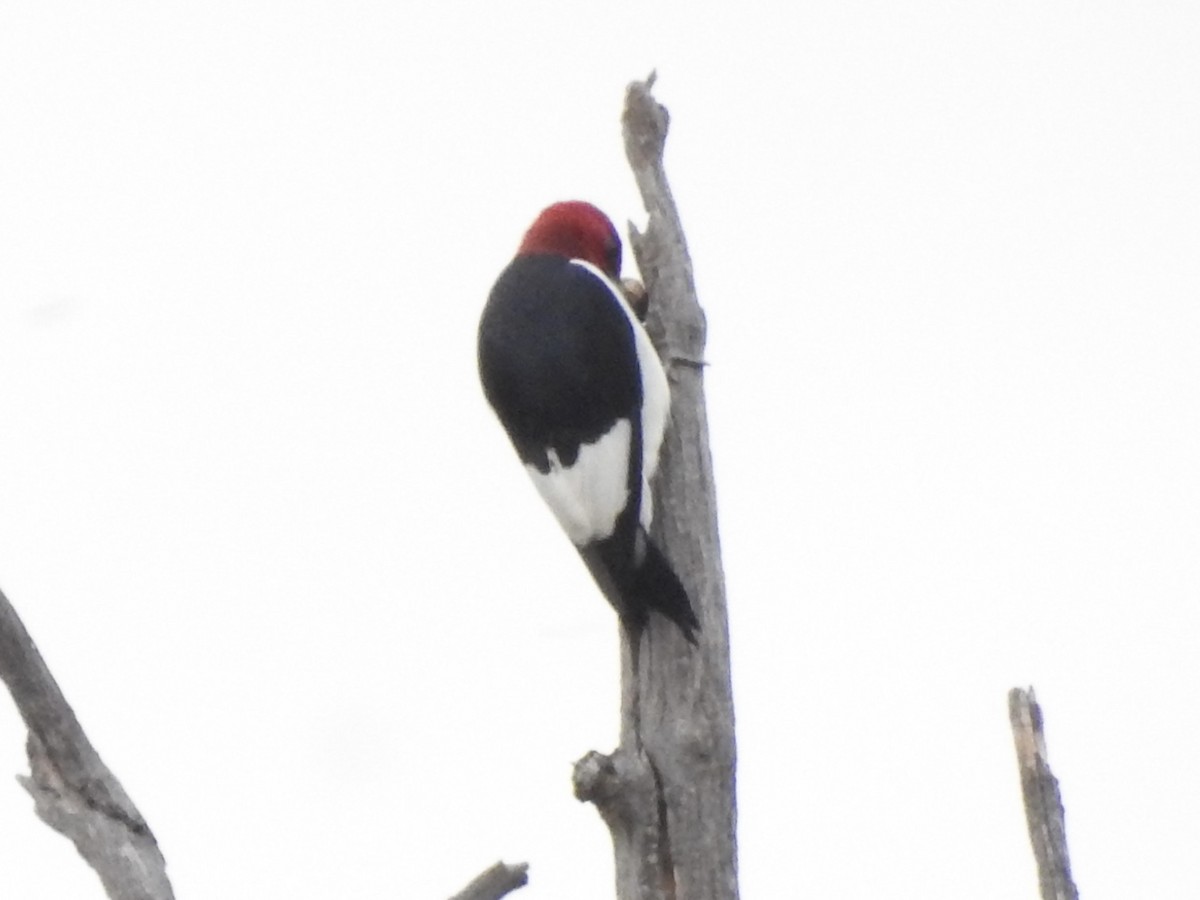Red-headed Woodpecker - ML642045764