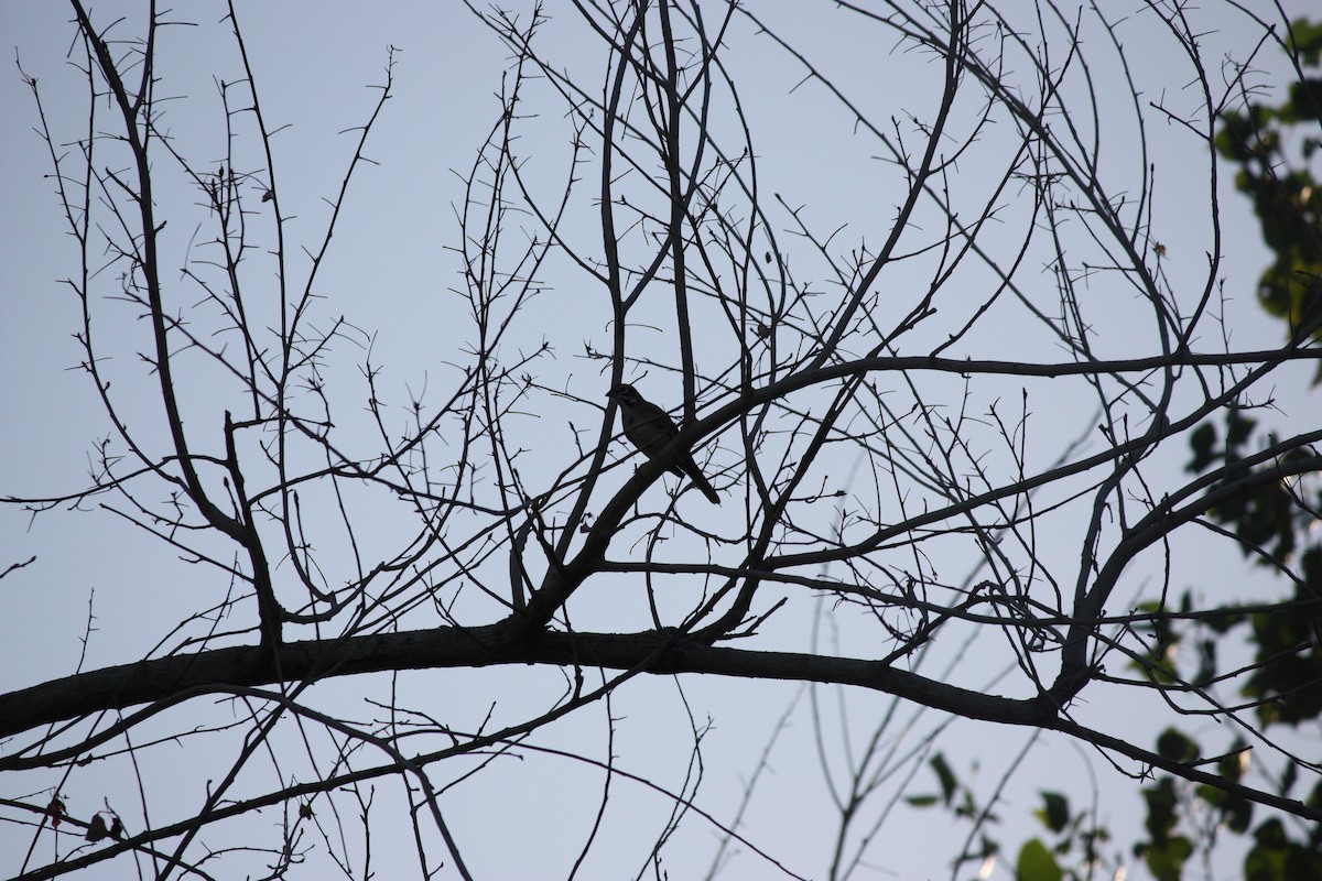 Lark Sparrow - ML642045766