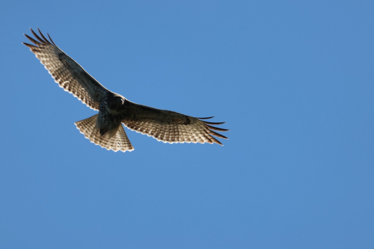 Red-tailed Hawk - ML642045768