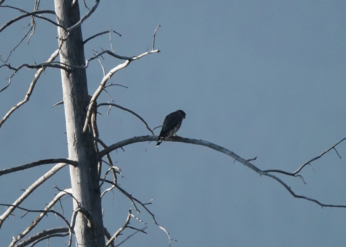 Merlin - ML642045769