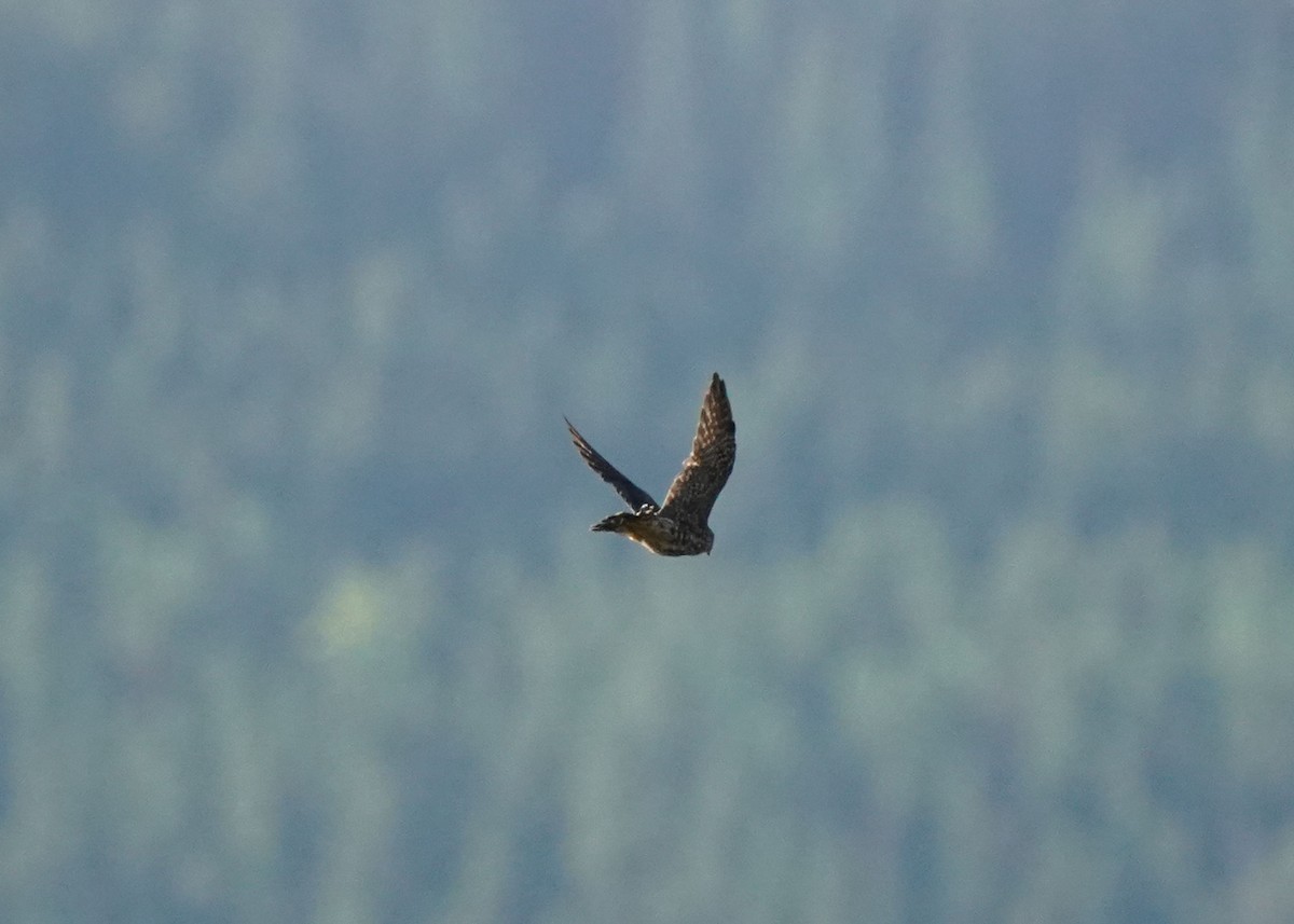 Merlin - ML642045770