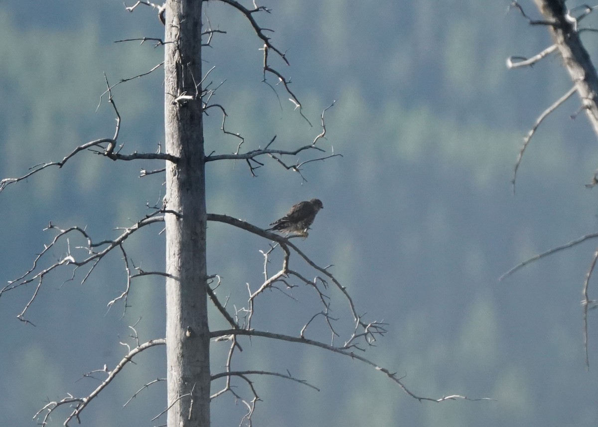 Merlin - ML642045771