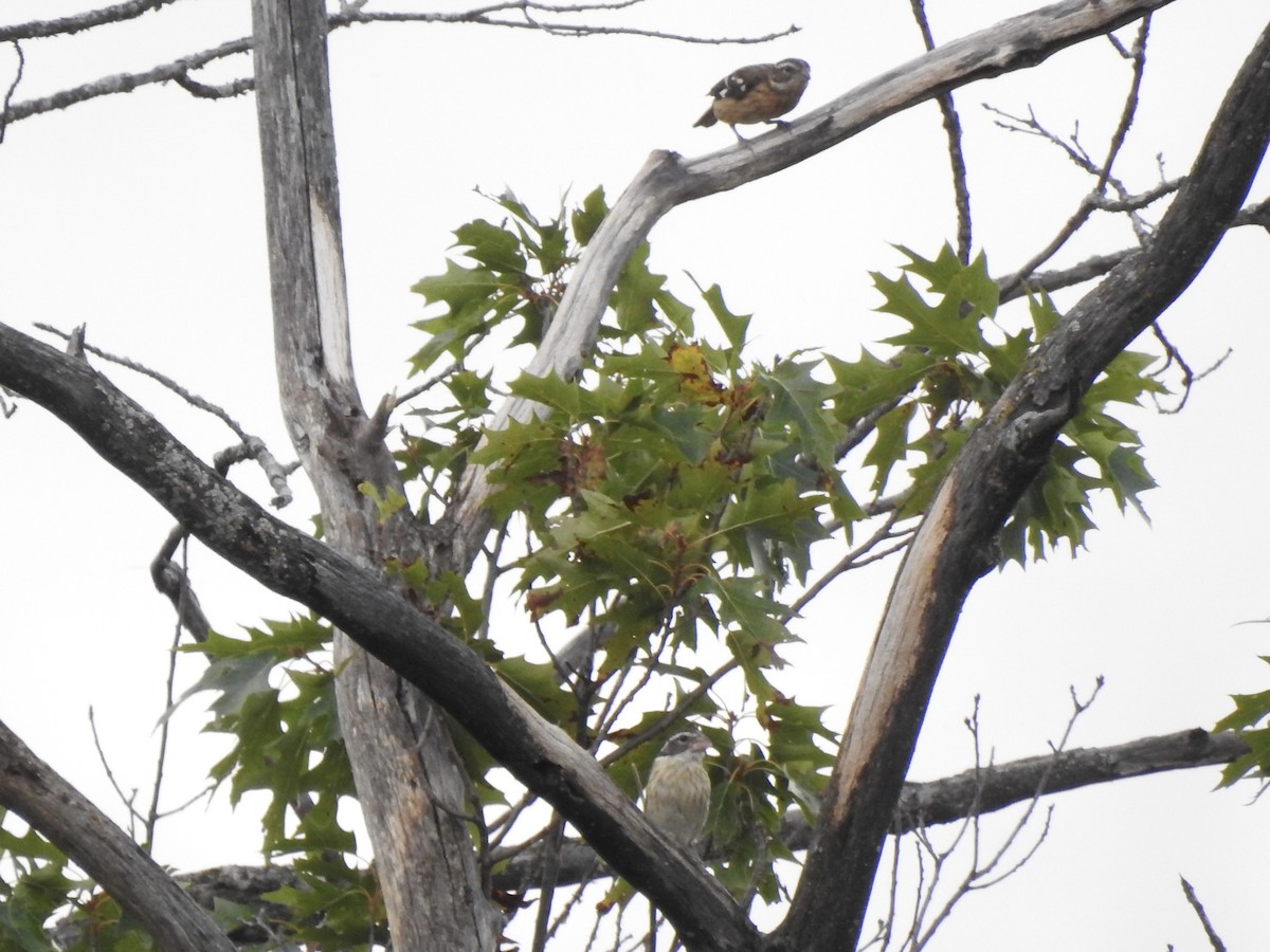 Rose-breasted Grosbeak - ML642045772