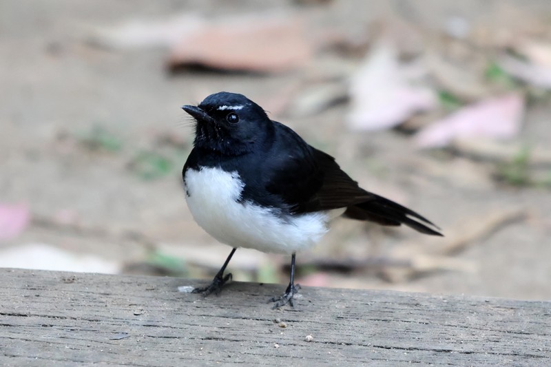 Willie-wagtail - ML642045773