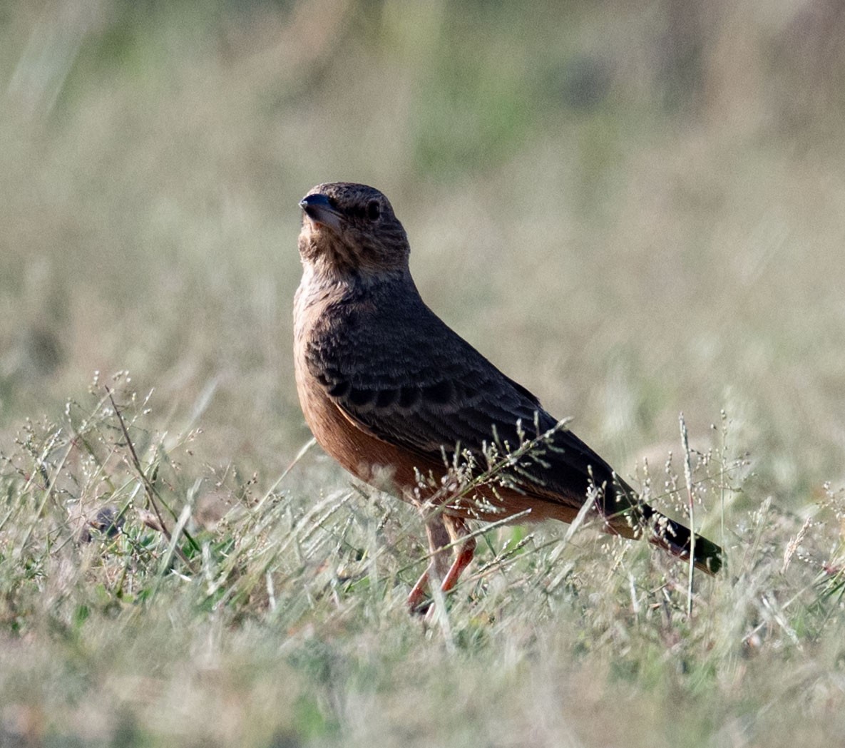 Rufous-tailed Lark - ML642045774