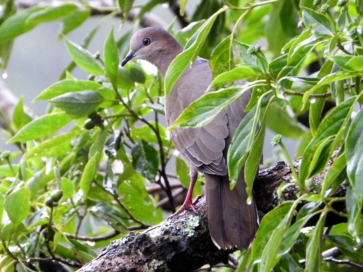 White-tipped Dove (White-tipped) - ML642045775