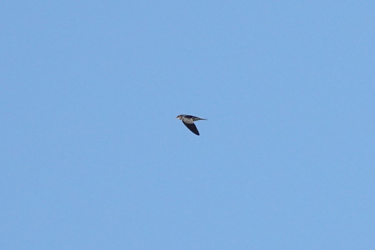 Barn Swallow - ML642045776