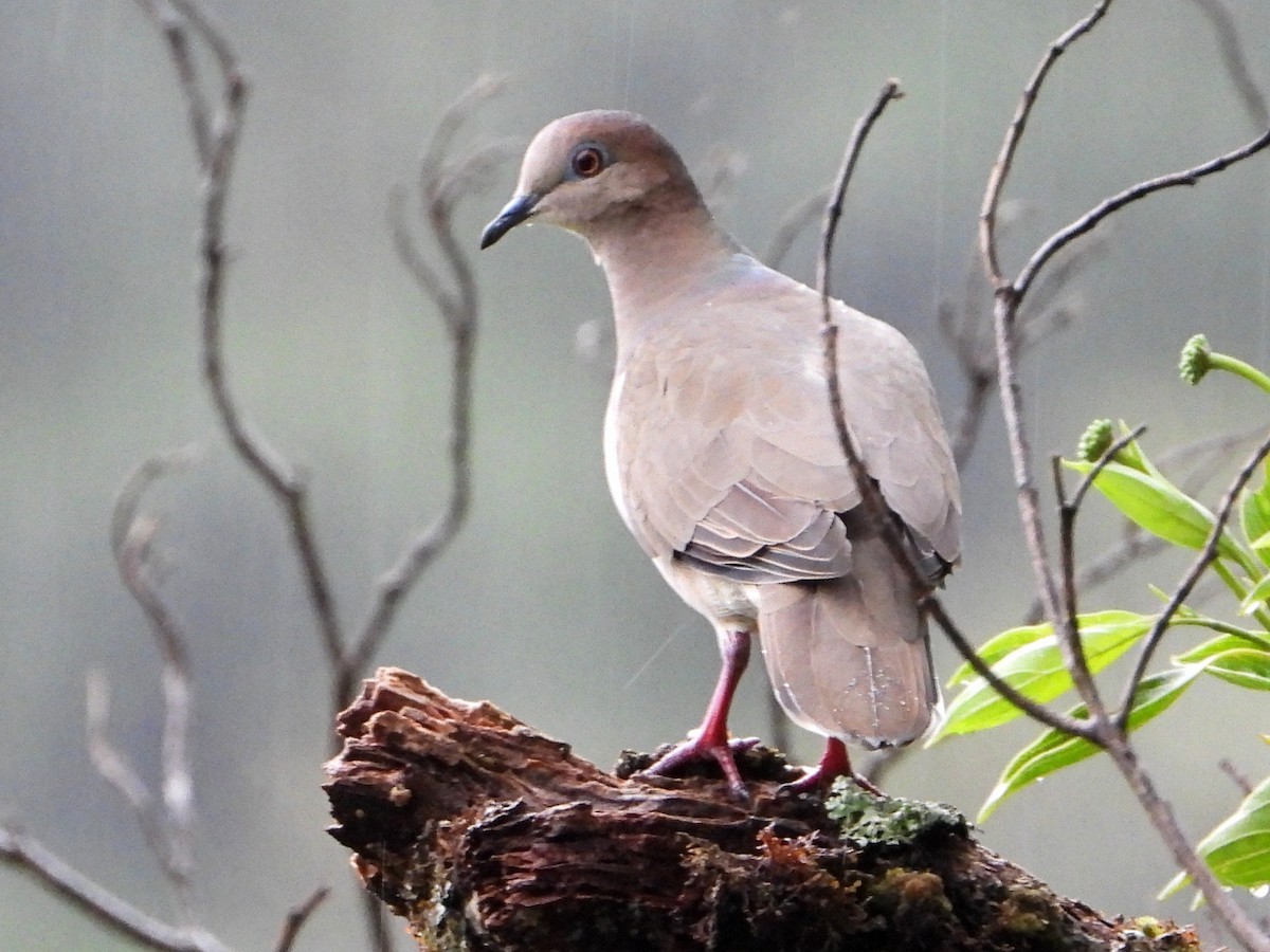 White-tipped Dove (White-tipped) - ML642045777