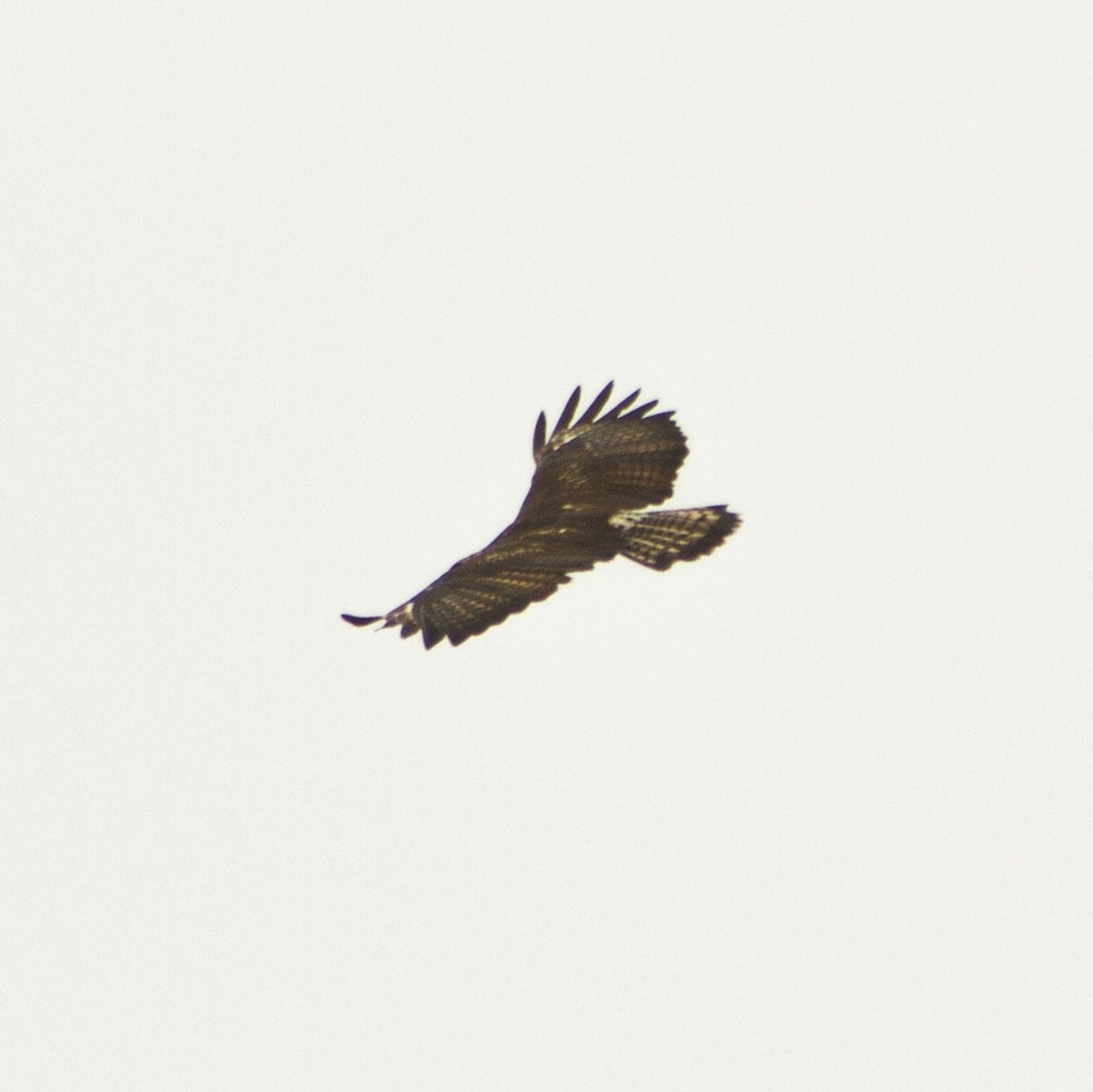 Common Black Hawk - ML642045778