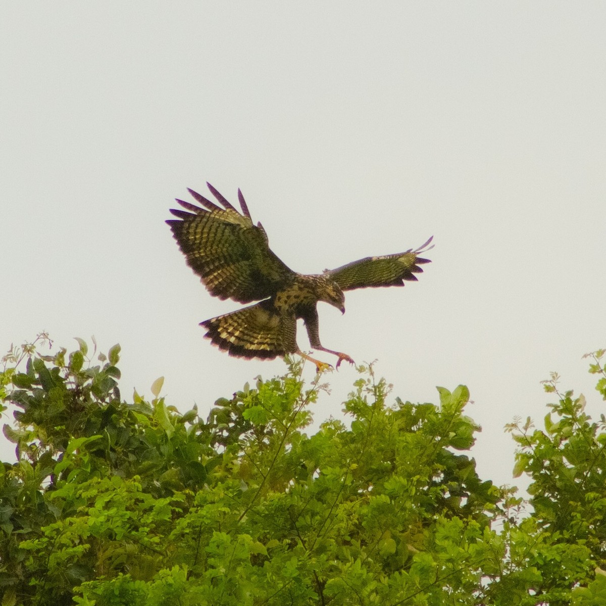 Common Black Hawk - ML642045779