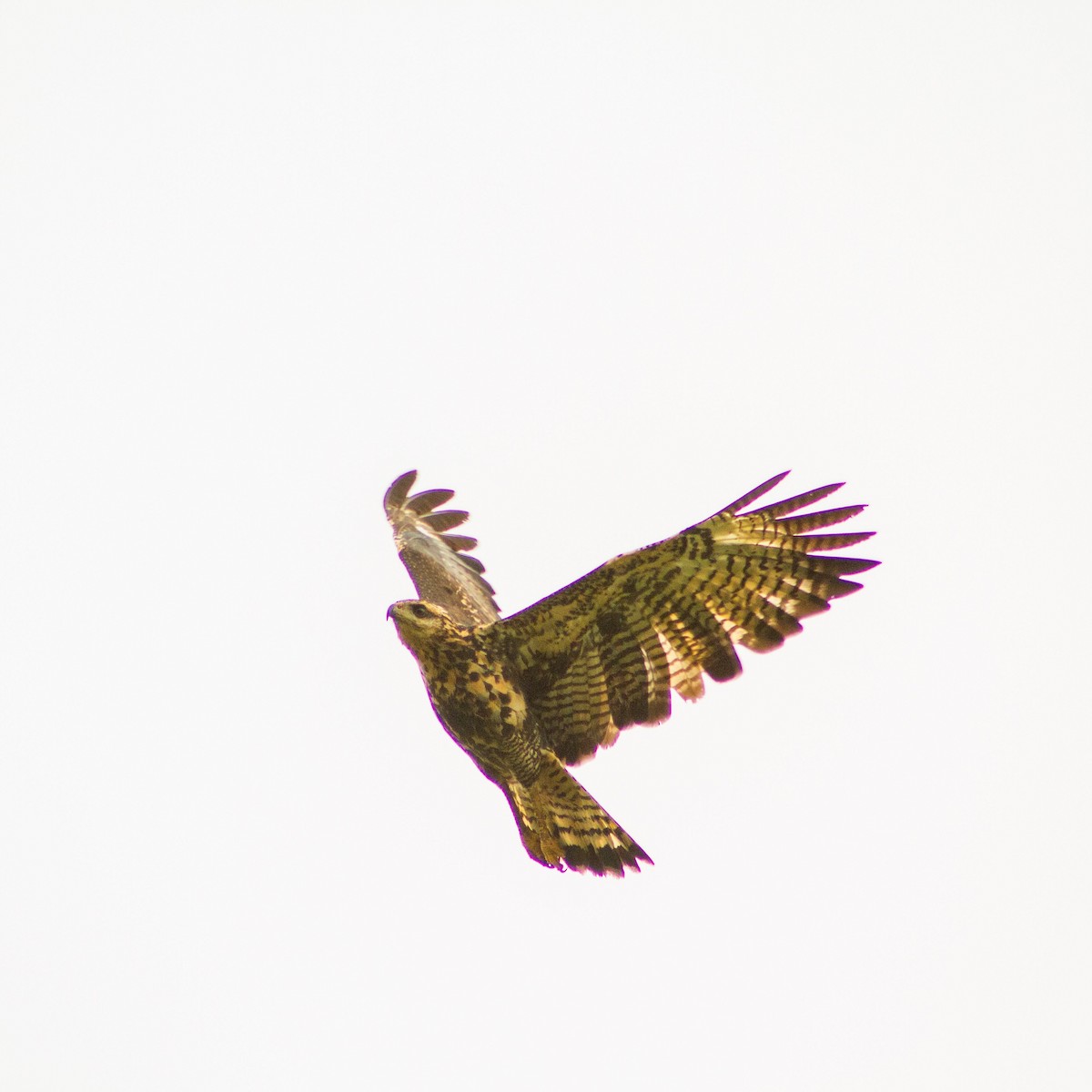 Common Black Hawk - ML642045780