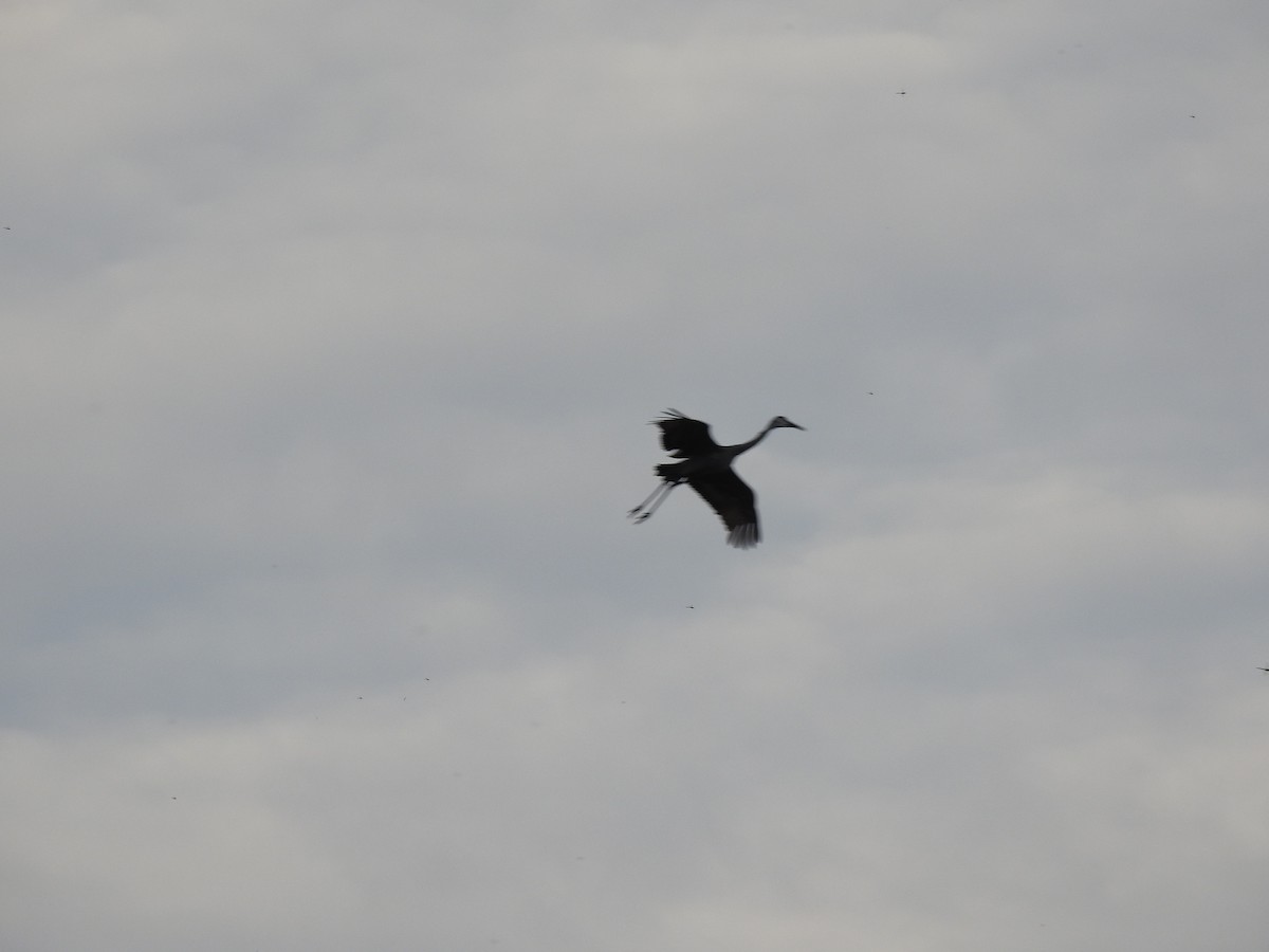 Sandhill Crane - ML642045781